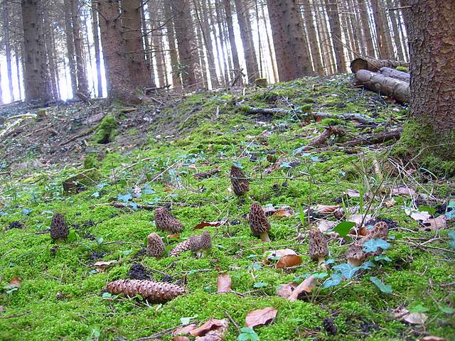 Le prime specie primaverili